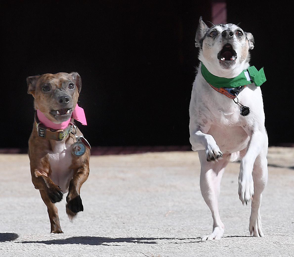 Weiner Fest 2017 10.jpg
